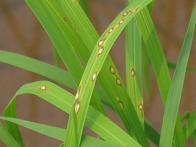 bệnh đạo ôn gây hại trên cây lúa